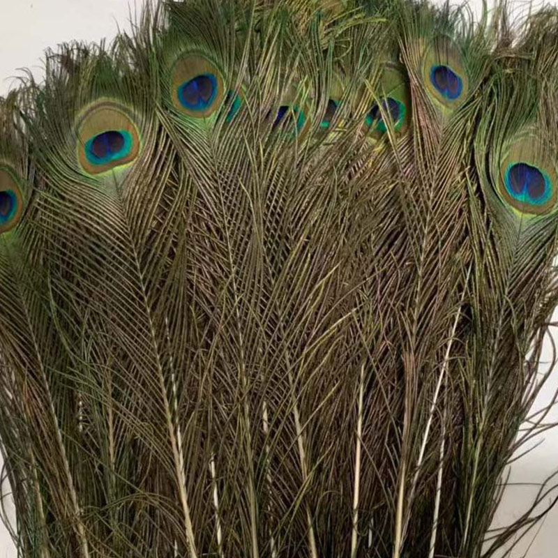 孔雀羽翎進(jìn)口代理