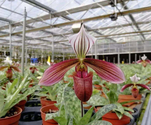 武漢自有蘭花基地