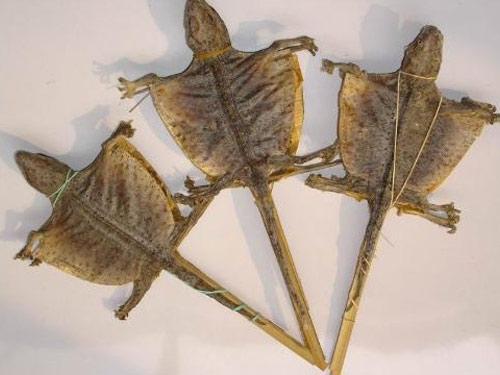 藥材進(jìn)口 限定口岸知多少