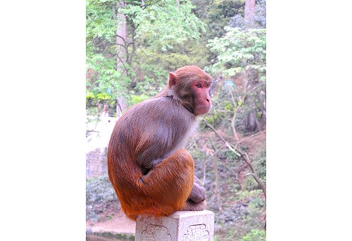 獼猴及精液進出口代理商