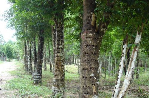 路邊樹上為什么傷痕累累？