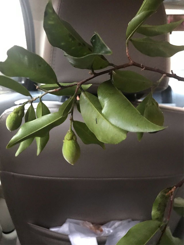 聽說春季發(fā)芽長成小樹苗