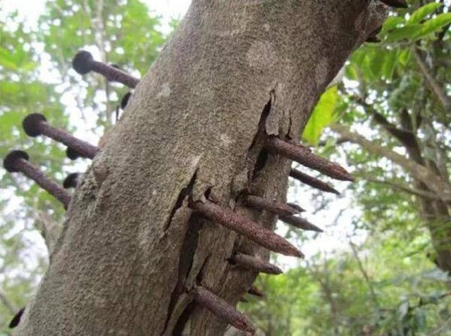 打釘讓樹受傷生香