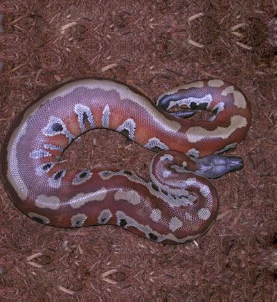 血蟒蛇標本進出口