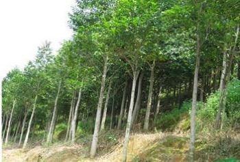 路邊樹上為什么傷痕累累？