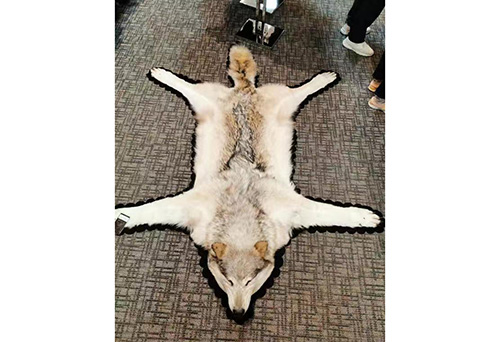 狼皮及標(biāo)本進口 狼皮及標(biāo)本進口