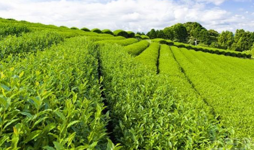 中國茶葉出口現(xiàn)狀