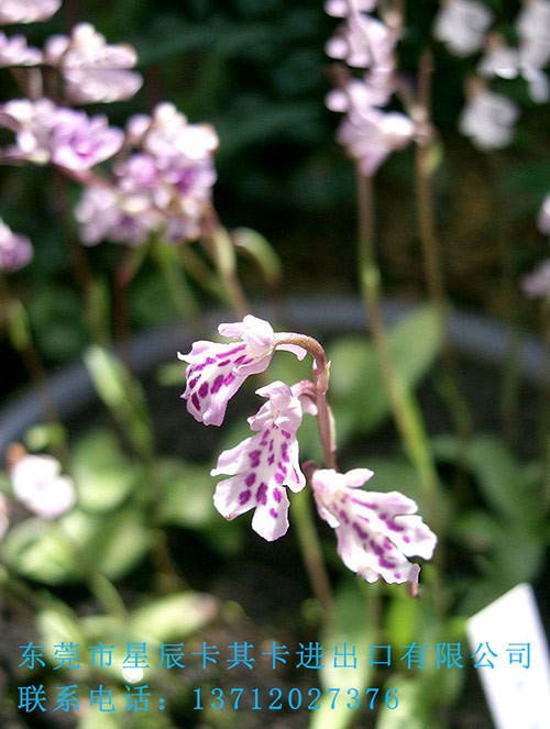 蘭花進口手續(xù)代理