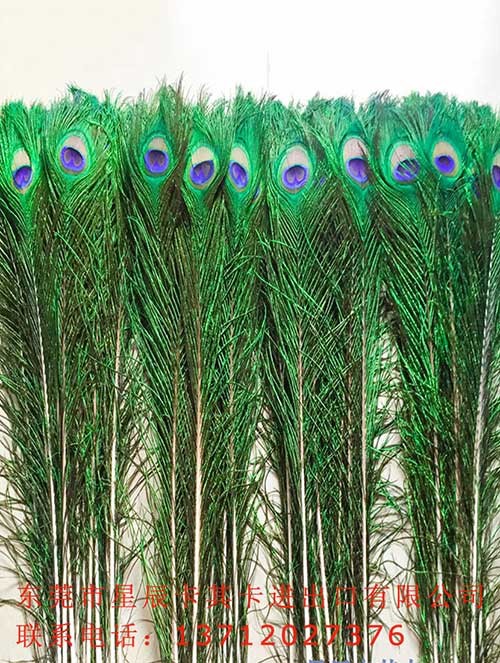 藍孔雀羽毛出口代理