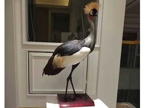 西非冠鶴標(biāo)本進(jìn)出口