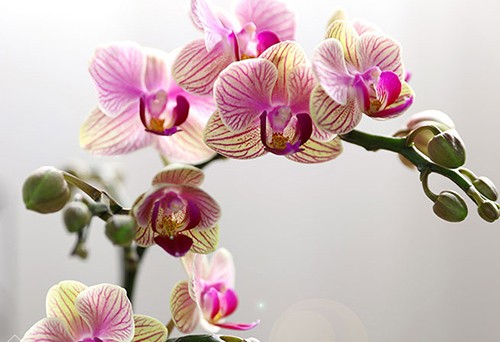 蘭花鮮花進(jìn)口手續(xù)代理