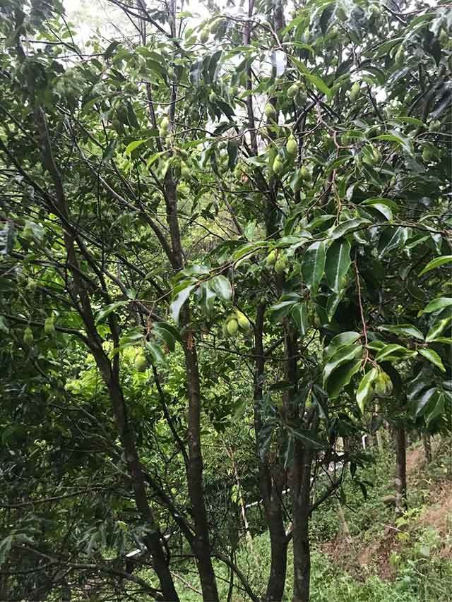 整個山脈全是沉香樹