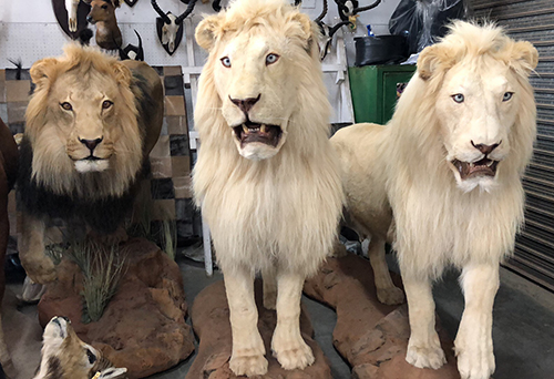 獅子標(biāo)本進(jìn)口 獅子標(biāo)本進(jìn)口