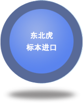 東北虎標(biāo)本進(jìn)口
