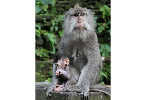 食蟹猴及精液進出口代理商