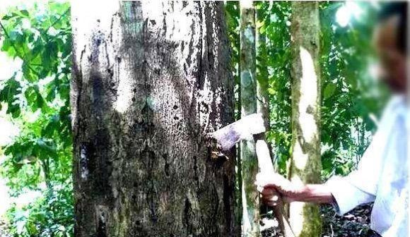 斧砍讓樹受傷生香