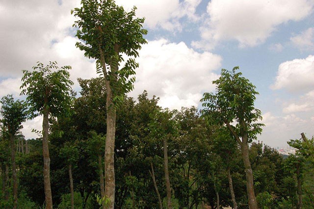 沉香樹結(jié)出的美麗的果實(shí)