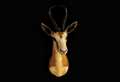 動物標本進口代理