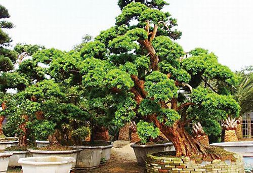 進(jìn)口種苗觀賞樹 進(jìn)口種苗觀賞樹