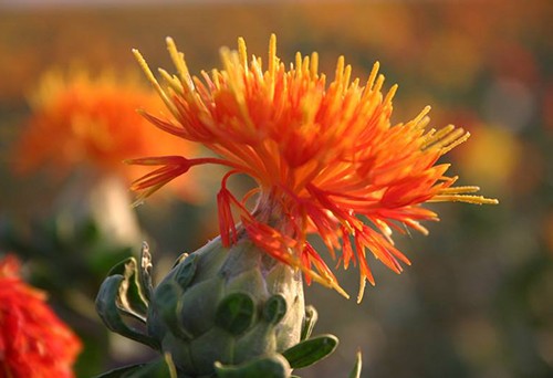 中藥材紅花進(jìn)出口代理