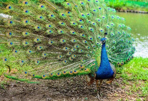 藍孔雀進出口手續(xù)代理