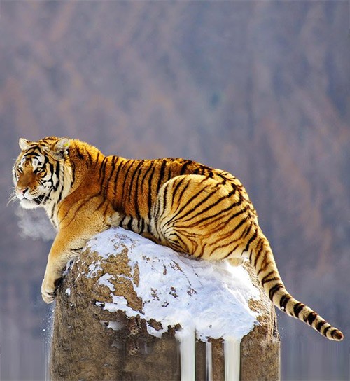東北虎標本進口