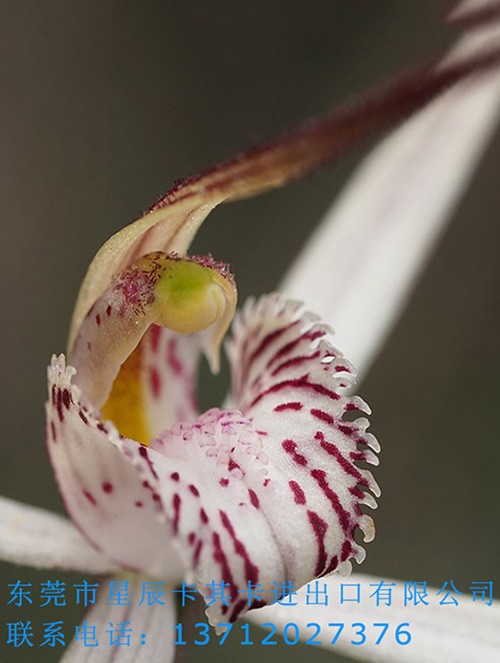 代理蘭花進(jìn)口 代理蘭花進(jìn)口