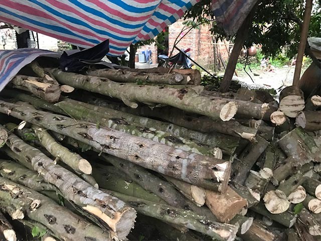 深埋在廣東深山深處的沉香傳統(tǒng)文化