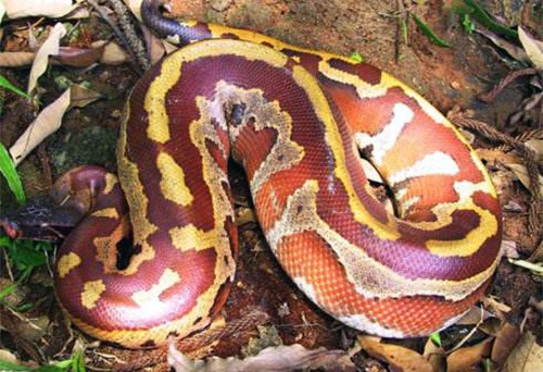 血蟒蛇標本進出口