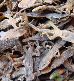 藥用壁虎進(jìn)口手續(xù)