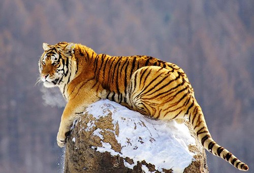 東北虎標本進口